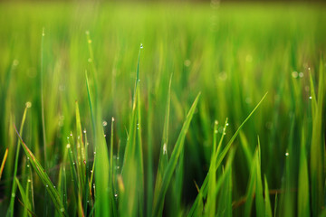 Wall Mural - Water droplets on the leaves of rice