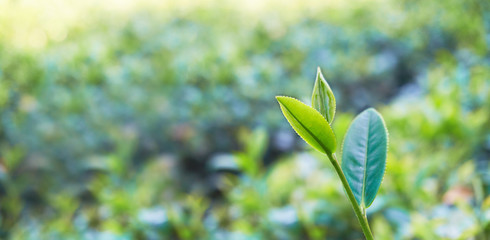 tea tree leafs green plant in the garden