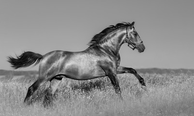 Wall Mural - Andalusian horse in blooming field.