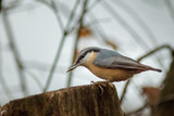 Fototapeta Zwierzęta - Eurasian nuthatch bird wildlife passerine