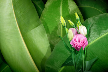 Poster - Pink Eustoma flower and green banana leaves