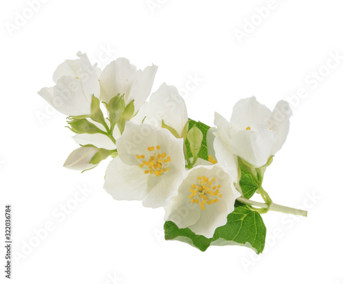 jasmine isolated on white background without shadow Tableau sur Toile