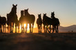 Herd of wild horses silhouette. Very curious and friendly. wild horse portrait	