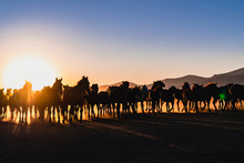 Herd Of Wild Horses Silhouette. Very Curious And Friendly. Wild Horse Portrait	