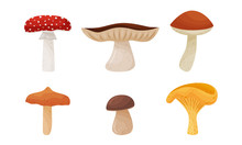 Different Forest Mushrooms Isolated On White Background Vector Set