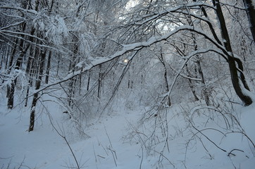 Trees covered with hoarfrost and snow in mountains