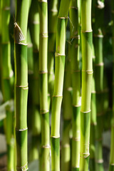 Lucky bamboo