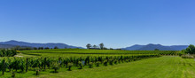 Yarra Valley Vineyards In Victoria, Australia.