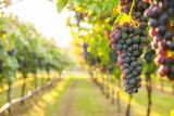 grape harvest Italy