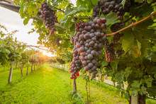 Grape Harvest Italy