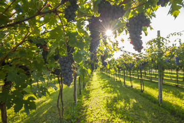 Wall Mural - grape harvest Italy