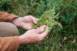 © metelevan - collecting thyme grass for further processing into tea is not an industrial scale