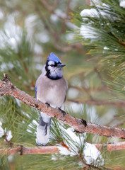 Wall Mural - Blue Jay (Cyanocitta cristata) perched on a branch in winter in Algonquin Park, Canada