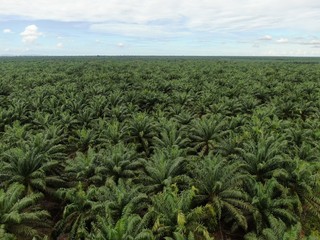 The Palm Oil Estates at Sarawak, the Borneo Island, Malaysia