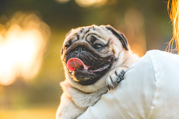 Sticker - Pug dog on owners hands so happiness and comfortable with sun set light,owner hugging her dog with love