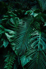 Creative Tropical Monstera Leaf Structure Renderings Concept, Green Spring, Spring, Nature, Flat