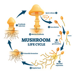 Wall Mural - Mushroom anatomy life cycle stages diagram