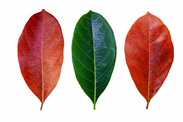 colorful leaves isolated on white background, fresh nature leaves