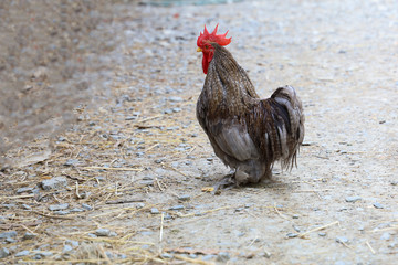 Wall Mural - The japan male bantam in farm garden at thailand