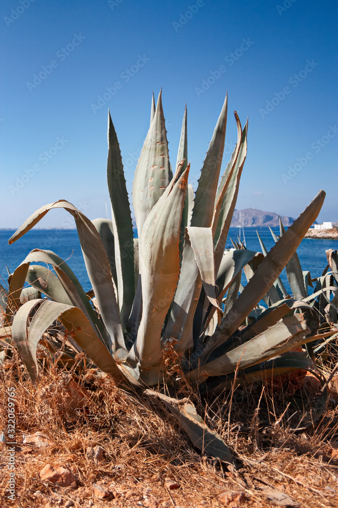 Photo Stock Large agave plant, in the background the sea and the island of  Marettimo in Sicily, Italy. | Adobe Stock
