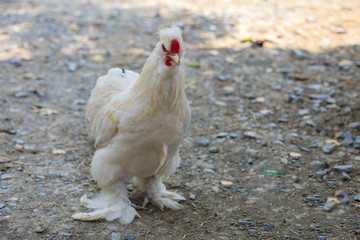 Wall Mural - The white  Silky Chicken walking in garden at thailand