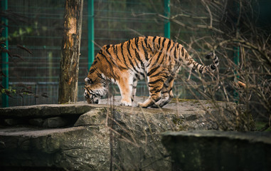 Image of an orange red black and white tiger in capacity stalking it prey looking dead at the photographer looking very aggressive and scary stood on a rock in Blackpool zoo to entertain tourists