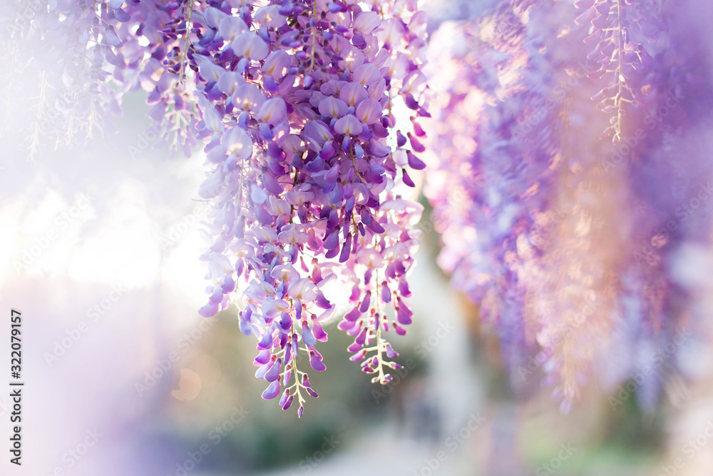 Wisteria flowers are blooming in sunset garden. Beautiful wisteria trellis blossom in spring. Chinese and Japanese park. - obrazy, fototapety, plakaty 