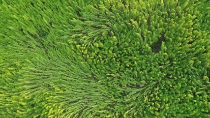 Wall Mural - Trippy aerial view of beautiful marijuana CBD hemp field affected by wind