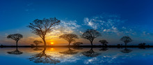 Panorama Silhouette Tree In Africa With Sunset.Tree Silhouetted Against A Setting Sun Reflection On Water.Typical African Cool Light Sunset With Acacia Trees In Masai Mara, Kenya.