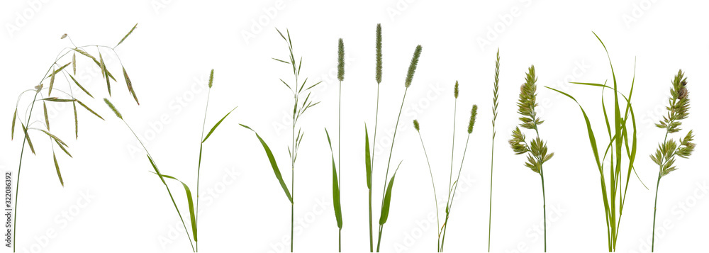Few stalks and inflorescences of various meadow grass at various angles on white background - obrazy, fototapety, plakaty 