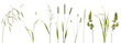 Leinwandbild Motiv Few stalks and inflorescences of various meadow grass at various angles on white background