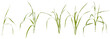 Few stalks and leaves of meadow grass at various angles on white background