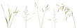 Few stalks, leaves and inflorescences of meadow grass at various angles on white background