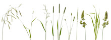 Few Stalks And Inflorescences Of Various Meadow Grass At Various Angles On White Background