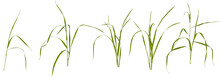 Few Stalks And Leaves Of Meadow Grass At Various Angles On White Background