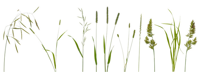 Few stalks and inflorescences of various meadow grass at various angles on white background