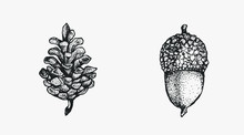 Acorn And Pinecone Hand Drawn Isolated Illustration Set. Tree Seeds, Foliage And Forest Plant Elements For Graphic Design Projects. Clip Art For Postcards, Posters, Invitations, Floral Compositions.