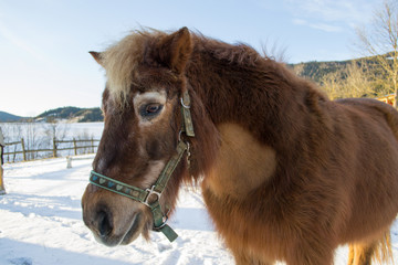 Wall Mural - Brown pony on a farm in winter