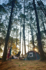 nature camping tent with green tree on grass or lawn with camp equipment in pine forest national par