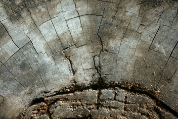 Wall Mural - cracked wood pattern, abstract art background.