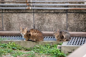 Poster - young stray cat with her brothers