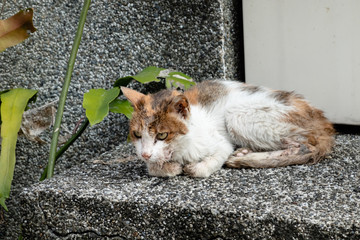 Canvas Print - stray cat was sick and drooling