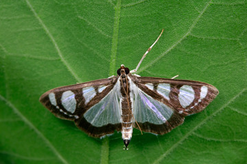 Wall Mural - Moth insects on green plants