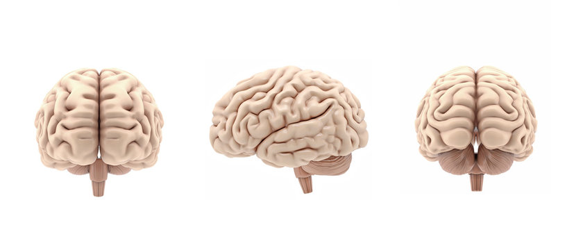 3D set glossy brain rendering isolated on white background
