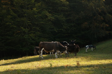 cows in a field