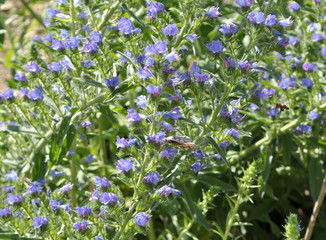 In the field among the herbs bloom Echium vulgare