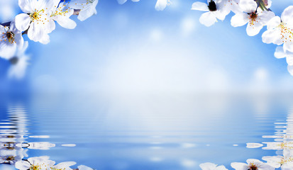 Wall Mural - blossom tree over nature background. spring flowers. spring background