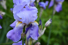 Purple Iris Flower. Water Drops On Blue Petals Of Iris Flower After Watering Of Flowerbed. Closeup Of Light Blue Iris With Fluffy Yellow Stamens. Flower Head On Blurry Background. Floral Backdrop
