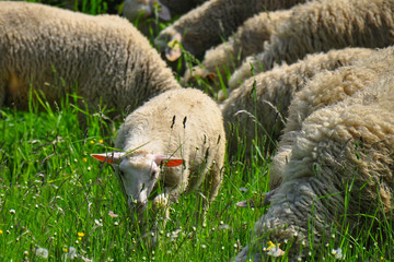 Sheeps group and lambs on a meadow with green grass. Flock of sheep in sun rays summer background. Domestic sheep (Ovis aries) are quadrupedal, ruminant mammals typically kept as livestock. Slovakia. 