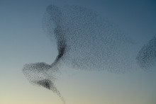 Beautiful Large Flock Of Starlings. A Flock Of Starlings Birds Fly In The Netherlands. During January And February, Hundreds Of Thousands Of Starlings Gathered In Huge Clouds.